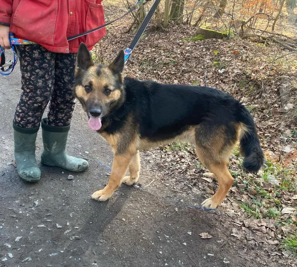 Pies do adopcji, gmina Platerówka, 3 lutego 2025 (4/5)