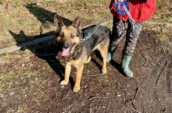 Pies do adopcji, gmina Platerówka, 3 lutego 2025 (5/5)