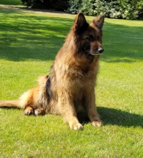 Zaginął pies, Wołuszewo, 4 lutego 2025