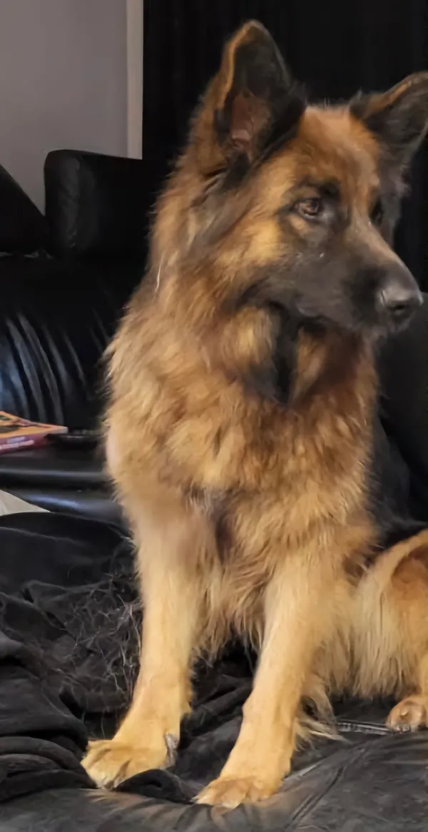 Zaginął pies, Wołuszewo, 4 lutego 2025