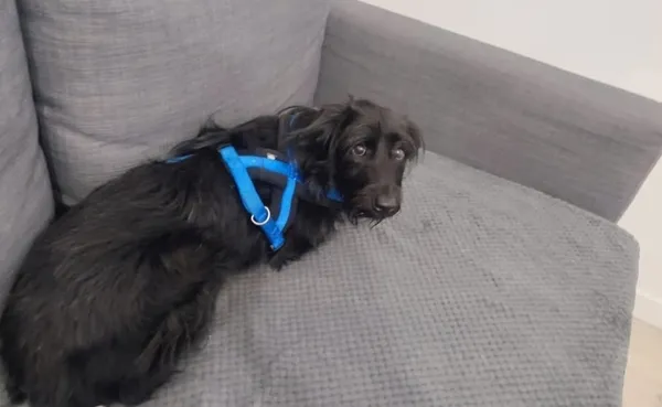 Zaginął pies, Bydgoszcz, Leśne, 4 lutego 2025 (1/4)