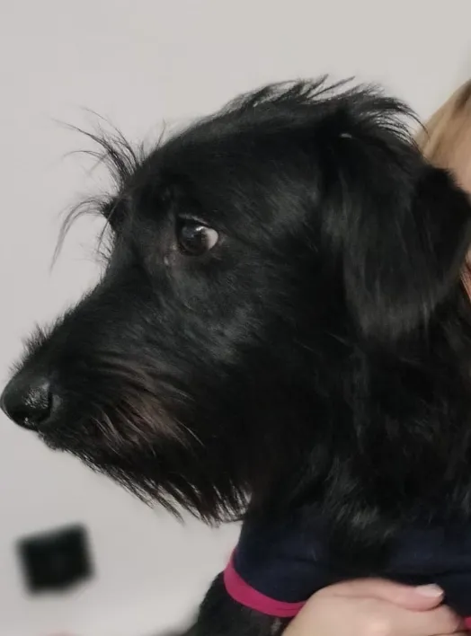 Zaginął pies, Bydgoszcz, Leśne, 4 lutego 2025 (2/4)