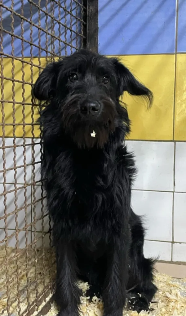 Zaginął pies, Bydgoszcz, Leśne, 4 lutego 2025 (3/4)