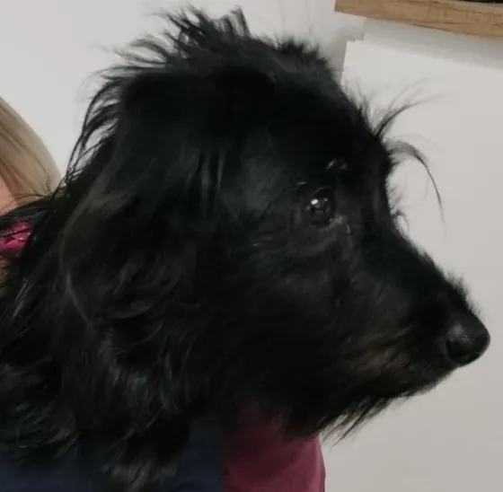 Zaginął pies, Bydgoszcz, Leśne, 4 lutego 2025 (4/4)