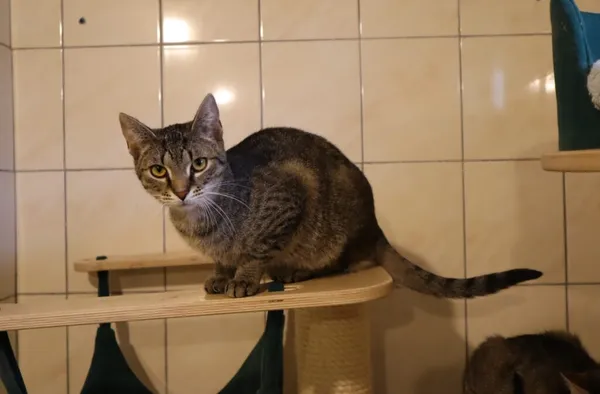 Kot do adopcji, Częstochowa, 7 lipca 2024 (4/5)