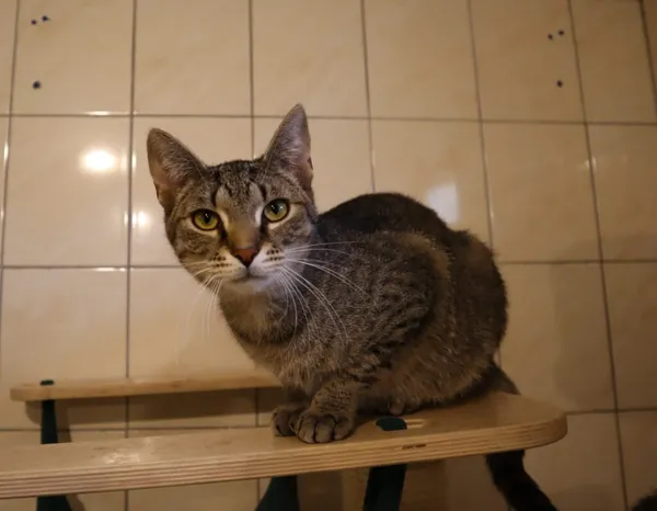 Kot do adopcji, Częstochowa, 7 lipca 2024 (5/5)