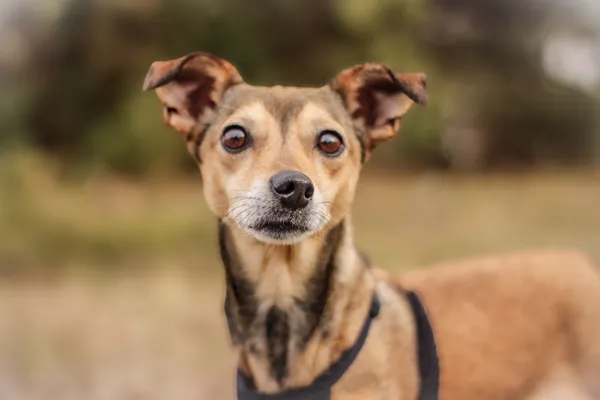 Pies do adopcji, Nowodwór, 3 lutego 2025 (1/5)