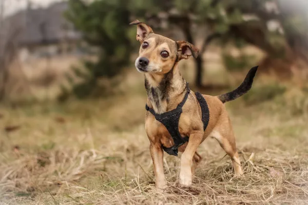 Pies do adopcji, Nowodwór, 3 lutego 2025 (2/5)