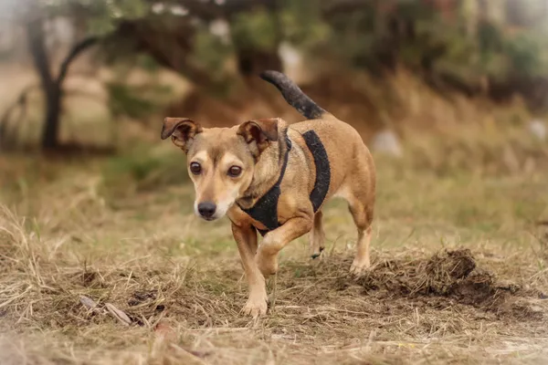 Pies do adopcji, Nowodwór, 3 lutego 2025 (3/5)