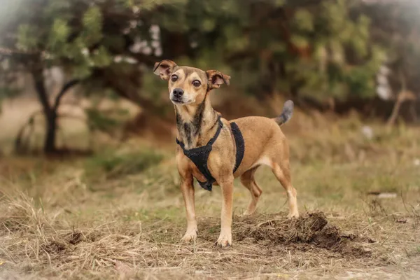 Pies do adopcji, Nowodwór, 3 lutego 2025 (5/5)