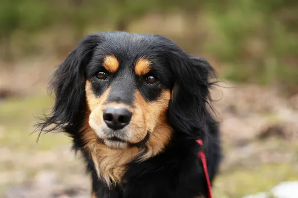 Pies do adopcji, Nowodwór, 3 lutego 2025 (1/5)