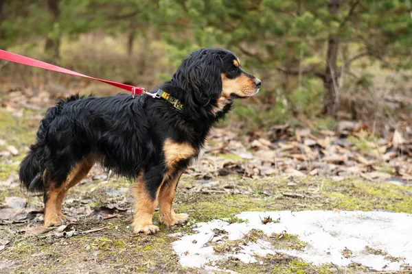 Pies do adopcji, Nowodwór, 3 lutego 2025 (2/5)