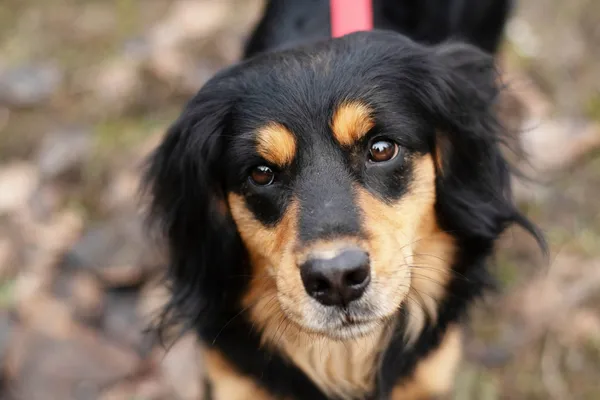 Pies do adopcji, Nowodwór, 3 lutego 2025 (3/5)