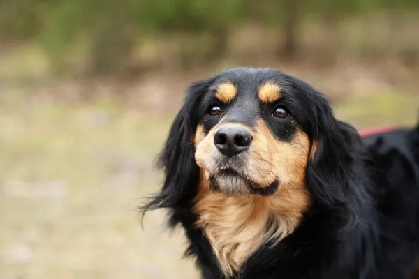 Pies do adopcji, Nowodwór, 3 lutego 2025 (4/5)