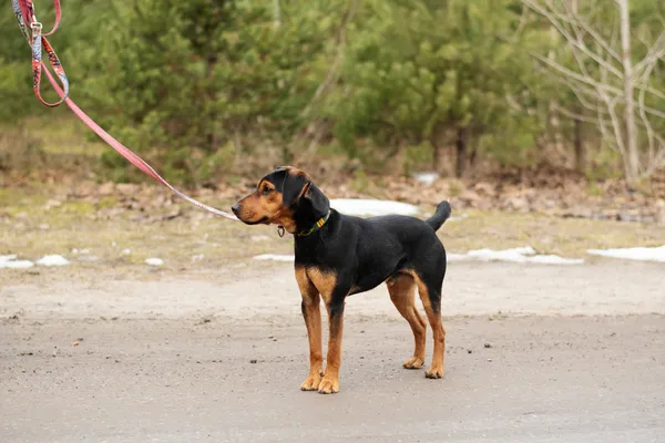 Pies do adopcji, Nowodwór, 3 lutego 2025 (1/5)