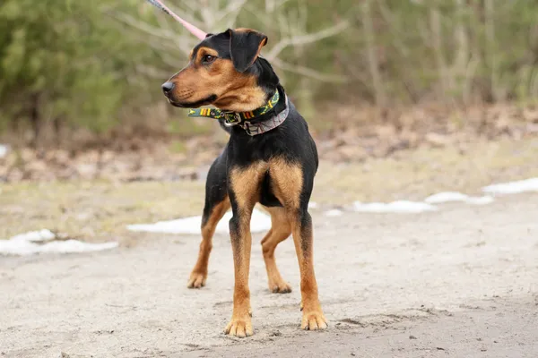 Pies do adopcji, Nowodwór, 3 lutego 2025 (2/5)