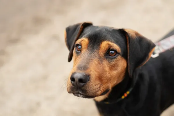 Pies do adopcji, Nowodwór, 3 lutego 2025 (3/5)