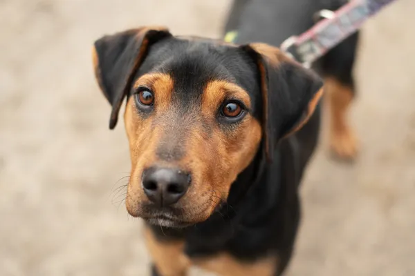 Pies do adopcji, Nowodwór, 3 lutego 2025 (5/5)