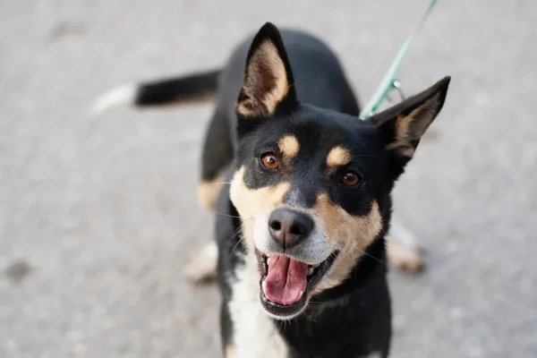 Pies do adopcji, Nowodwór, 3 lutego 2025 (5/5)