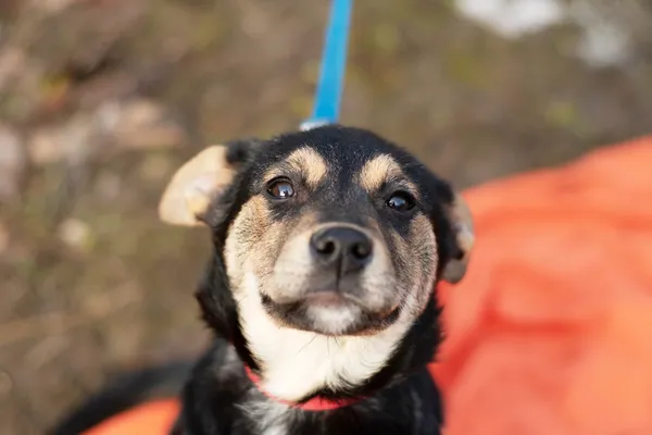 Pies do adopcji, Nowodwór, 3 lutego 2025 (1/5)