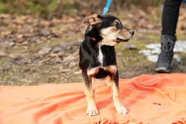 Pies do adopcji, Nowodwór, 3 lutego 2025 (2/5)