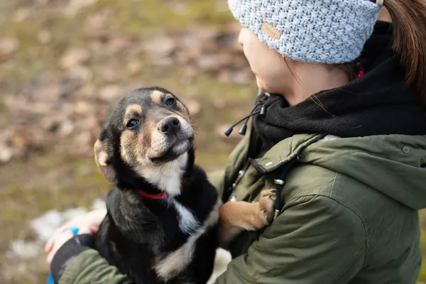 Pies do adopcji, Nowodwór, 3 lutego 2025 (3/5)