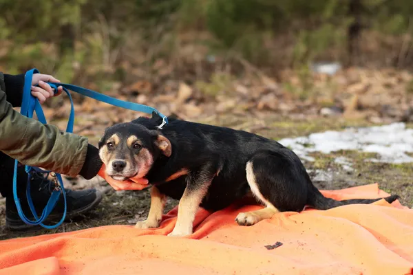 Pies do adopcji, Nowodwór, 3 lutego 2025 (5/5)