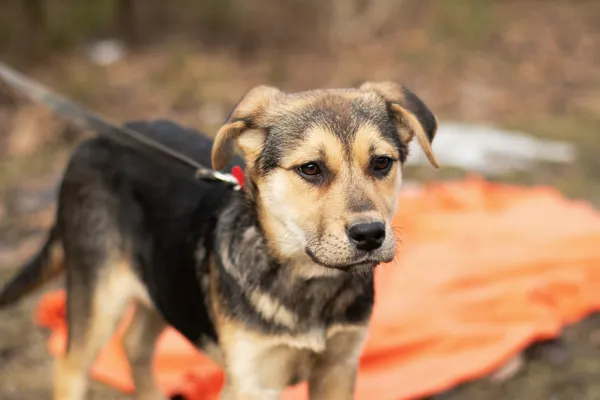 Pies do adopcji, Nowodwór, 3 lutego 2025 (1/5)