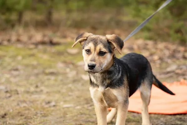 Pies do adopcji, Nowodwór, 3 lutego 2025 (4/5)