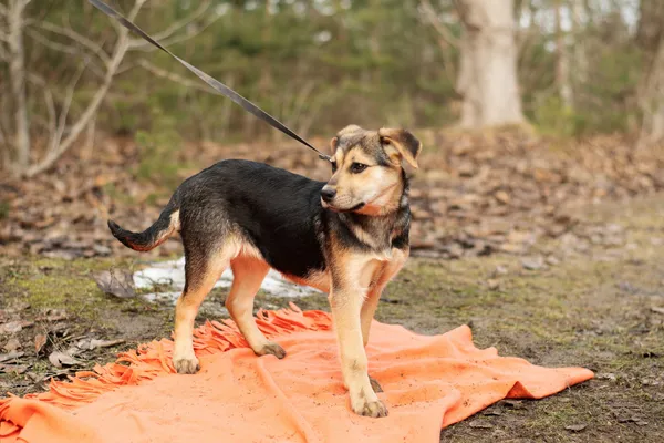Pies do adopcji, Nowodwór, 3 lutego 2025 (5/5)