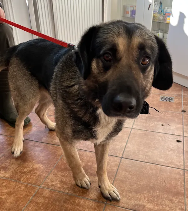 Znaleziono psa, Dobra, 3 lutego 2025