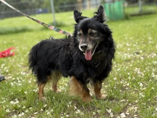 Pies do adopcji, Kraków, 20 stycznia 2025 (1/4)