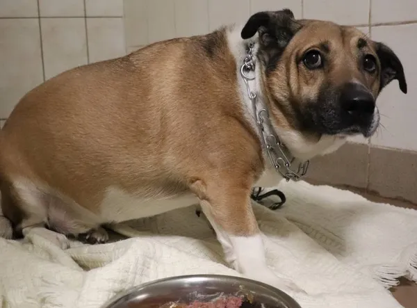 Znaleziono psa, Łódź, 3 lutego 2025 (2/5)