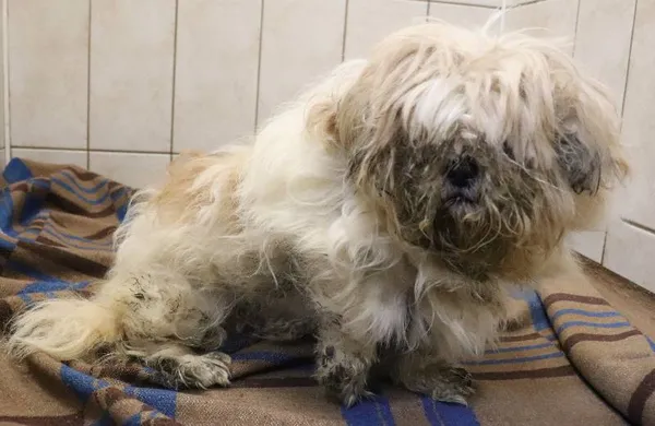 Znaleziono psa, Łódź, 3 lutego 2025 (1/5)