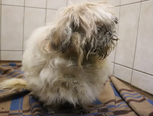 Znaleziono psa, Łódź, 3 lutego 2025 (2/5)