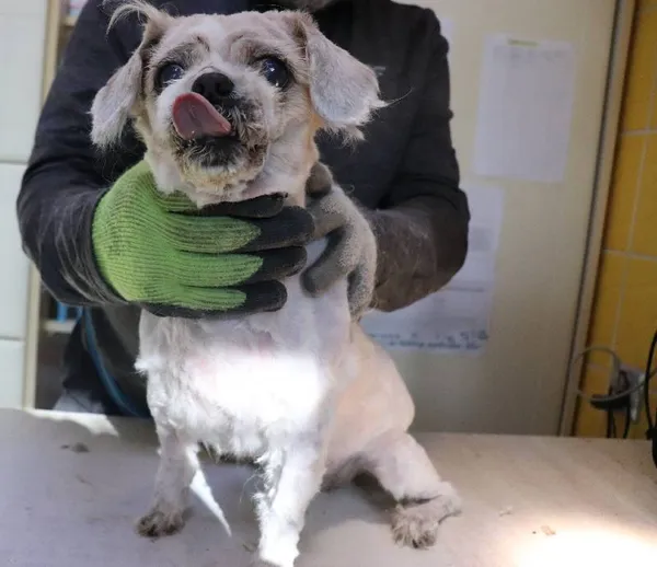 Znaleziono psa, Łódź, 3 lutego 2025 (3/5)