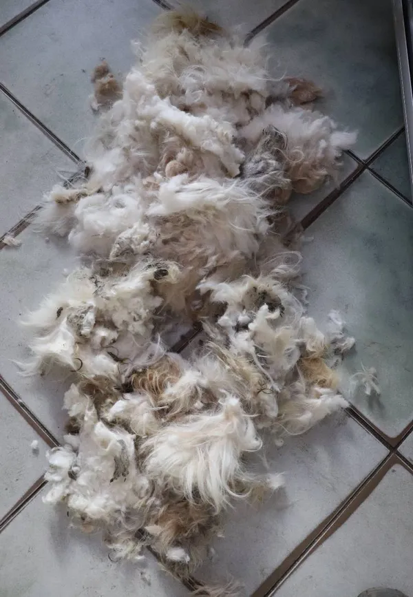 Znaleziono psa, Łódź, 3 lutego 2025 (4/5)