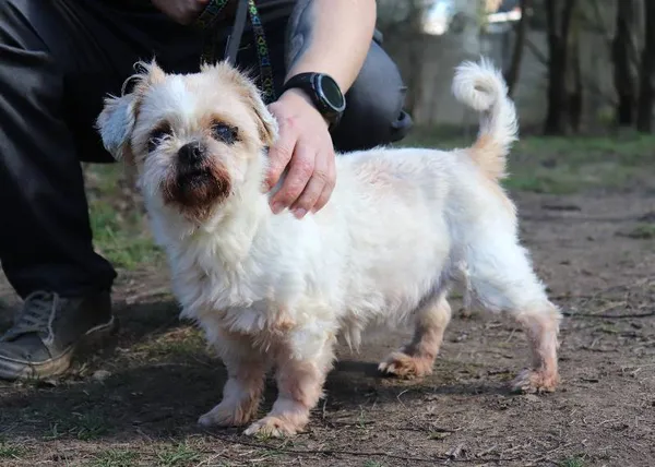 Znaleziono psa, Łódź, 3 lutego 2025 (5/5)