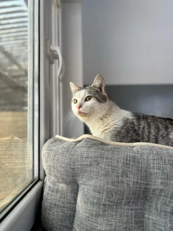 Znaleziono kota, Olsztyn, 31 stycznia 2025 (4/5)