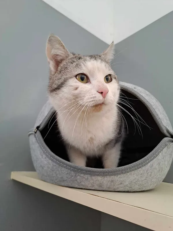 Znaleziono kota, Olsztyn, 31 stycznia 2025 (5/5)