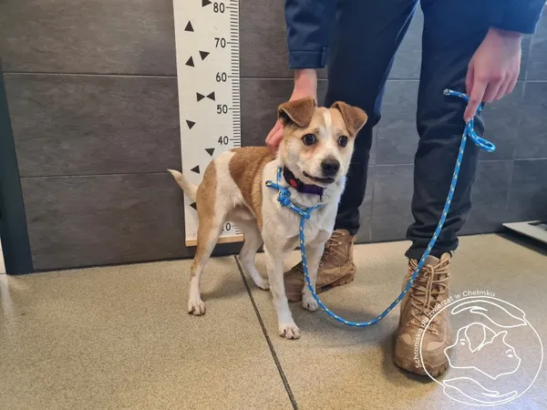 Znaleziono psa, Chełmek, 3 lutego 2025