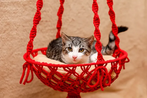 Kot do adopcji, Elbląg, 4 września 2024 (5/5)