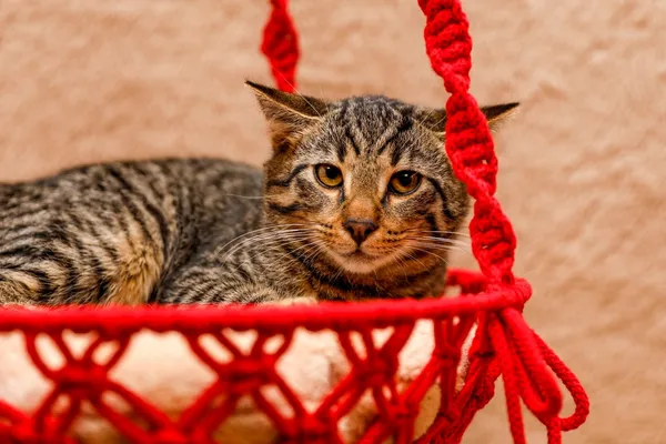 Kot do adopcji, Elbląg, 4 września 2024 (5/5)