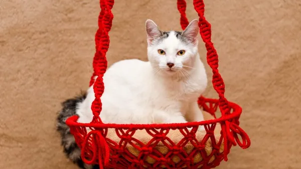 Kot do adopcji, Elbląg, 4 września 2024 (1/3)