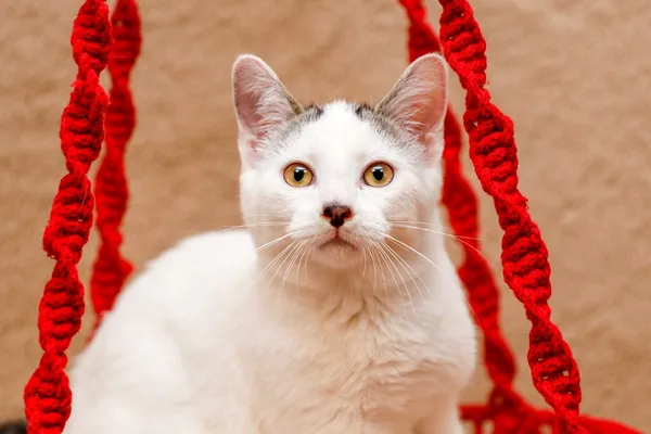 Kot do adopcji, Elbląg, 4 września 2024 (2/3)