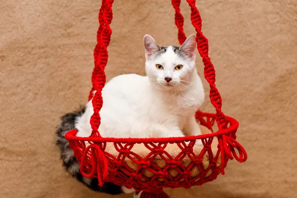 Kot do adopcji, Elbląg, 4 września 2024 (3/3)