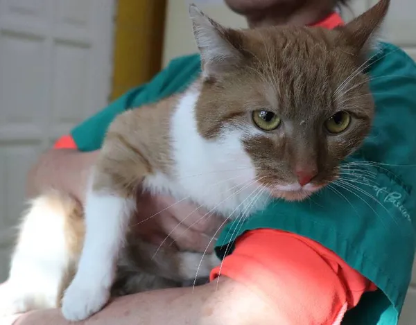 Znaleziono kota, Łódź, 4 lutego 2025 (1/4)