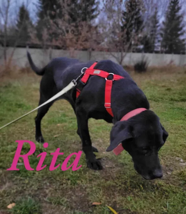 Pies do adopcji, Pawłowo, 4 lutego 2025 (3/3)