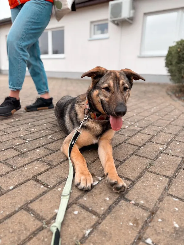 Znaleziono psa, Dobra, 4 lutego 2025 (1/3)