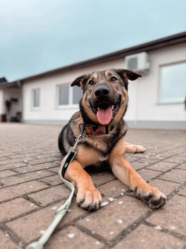 Znaleziono psa, Dobra, 4 lutego 2025 (2/3)